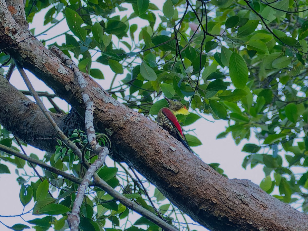 Crimson-winged Woodpecker - ML635953573
