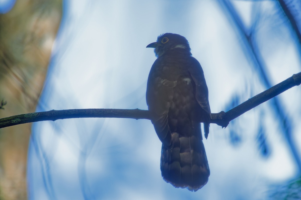 Malaysian Hawk-Cuckoo - ML635953616