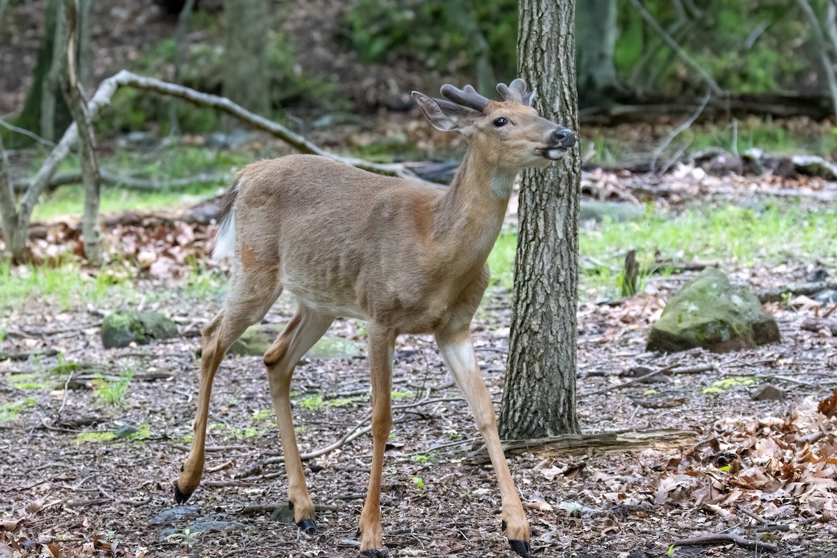 White-tailed Deer - ML635953671