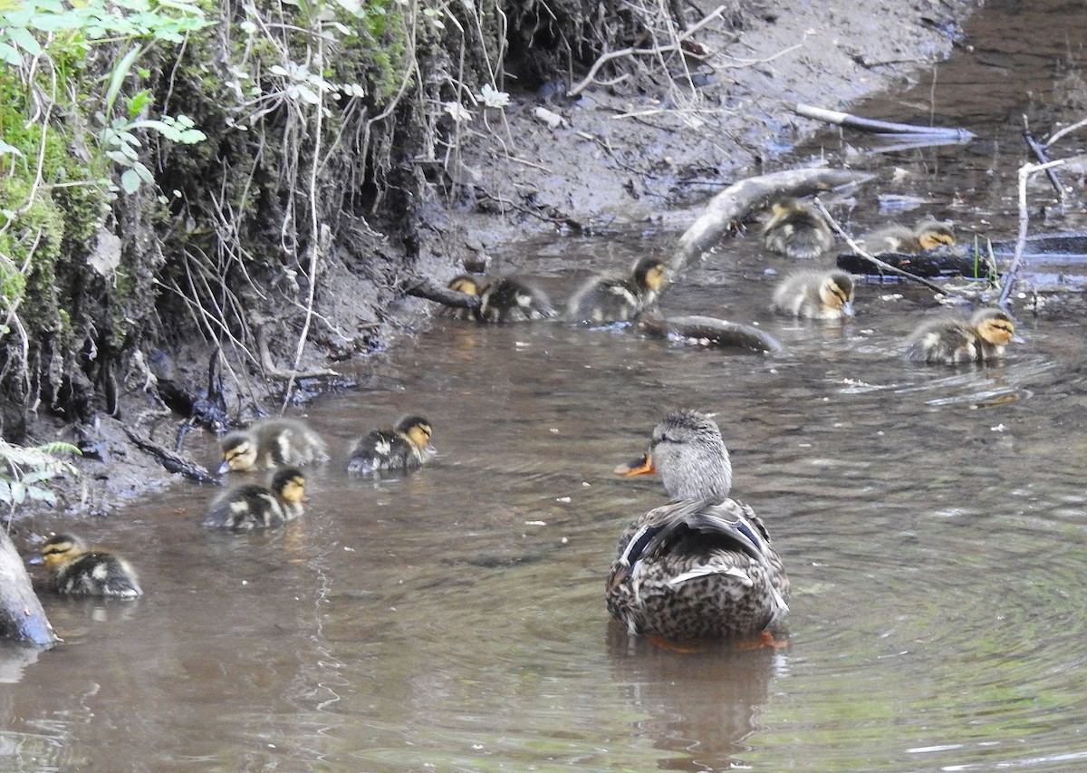 Mallard - ML635953850