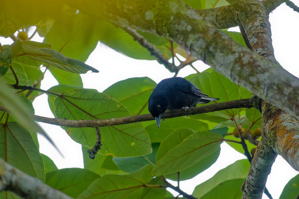 Black-and-crimson Oriole - ML635954031