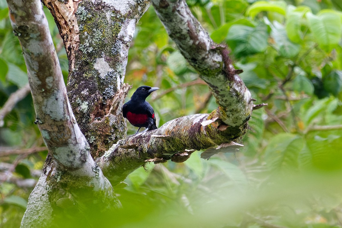 Black-and-crimson Oriole - ML635954032
