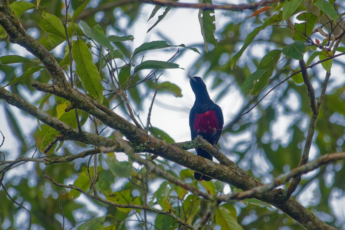 Black-and-crimson Oriole - ML635954033