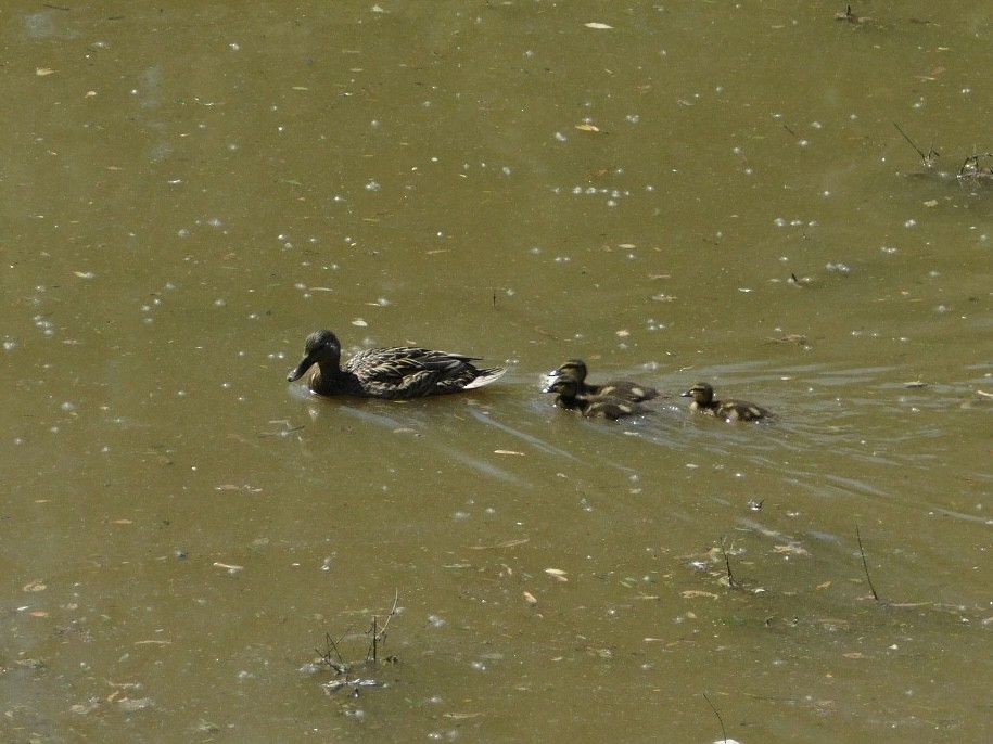 Mallard - ML635954041