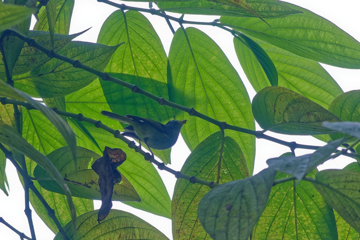 Chestnut-crowned Warbler - ML635954052