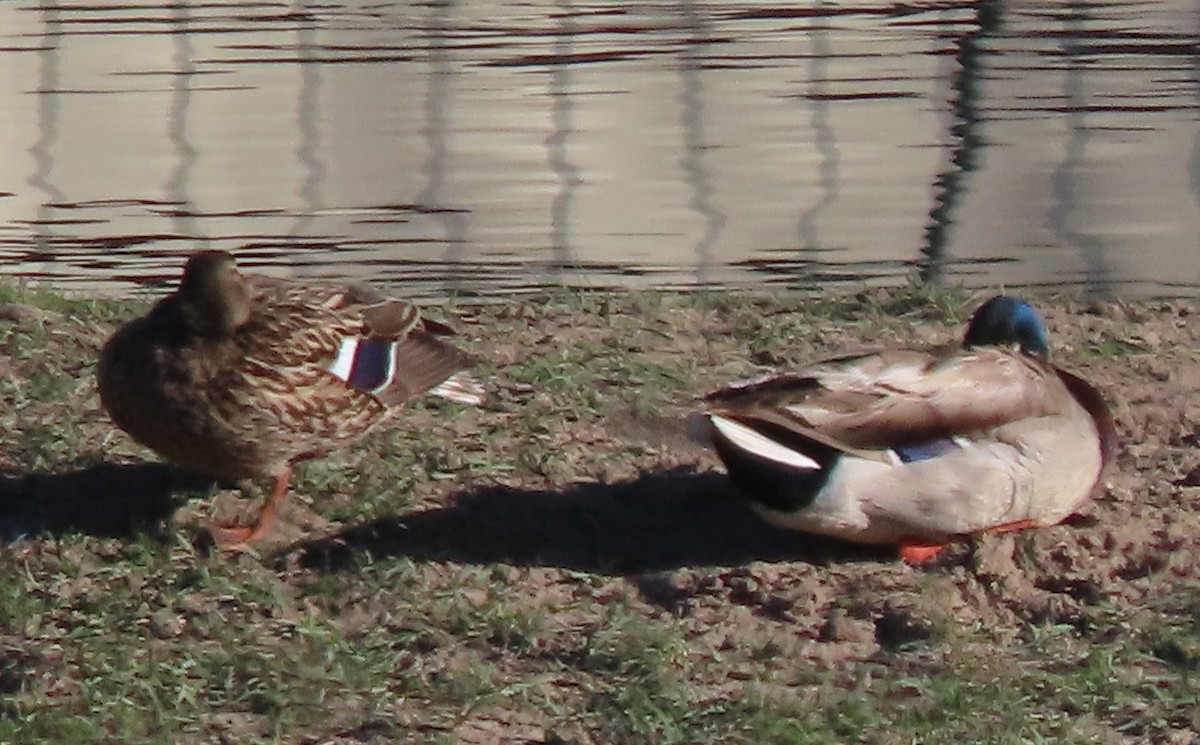 Mallard - ML635954060