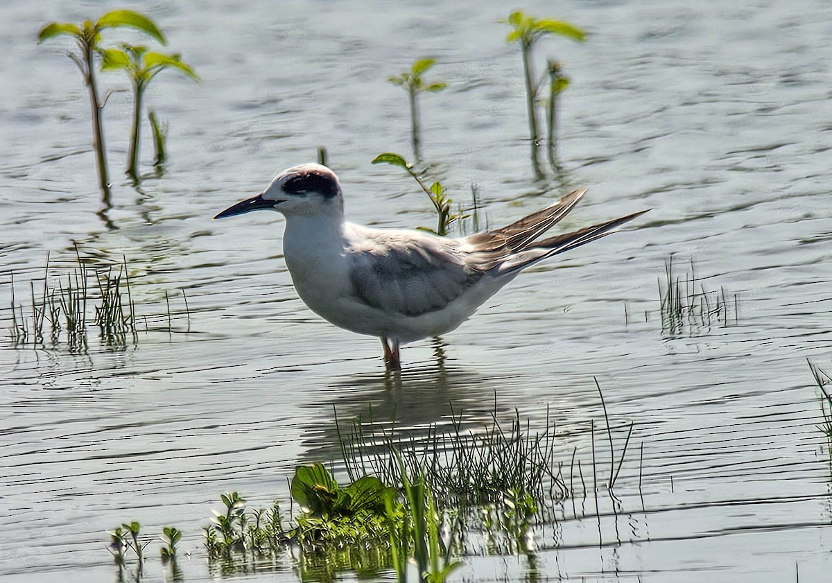 Forster's Tern - ML635954079