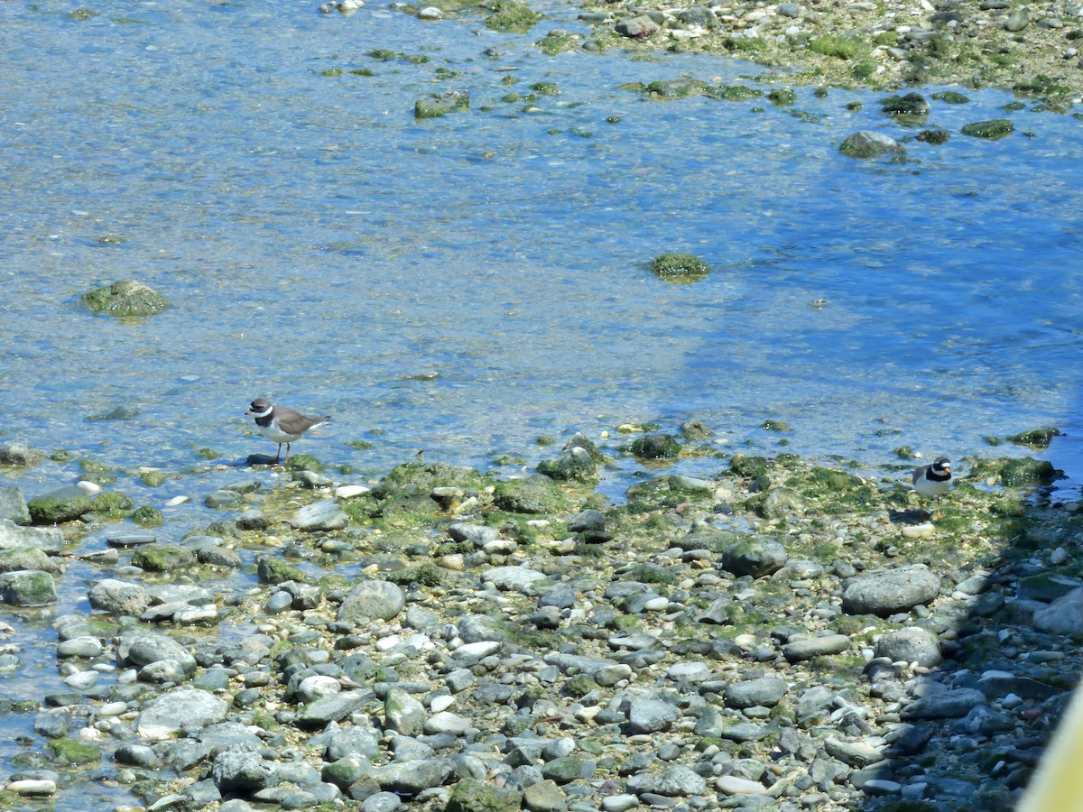 Common Ringed Plover - ML635954136