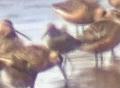 高蹺濱鷸 - ML635954197