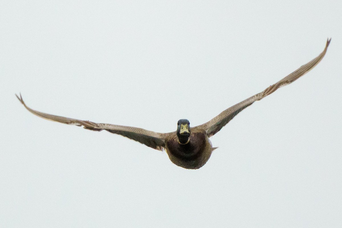 Mallard - ML635954220