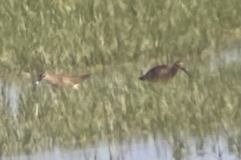 美洲中杓鷸 - ML635954235