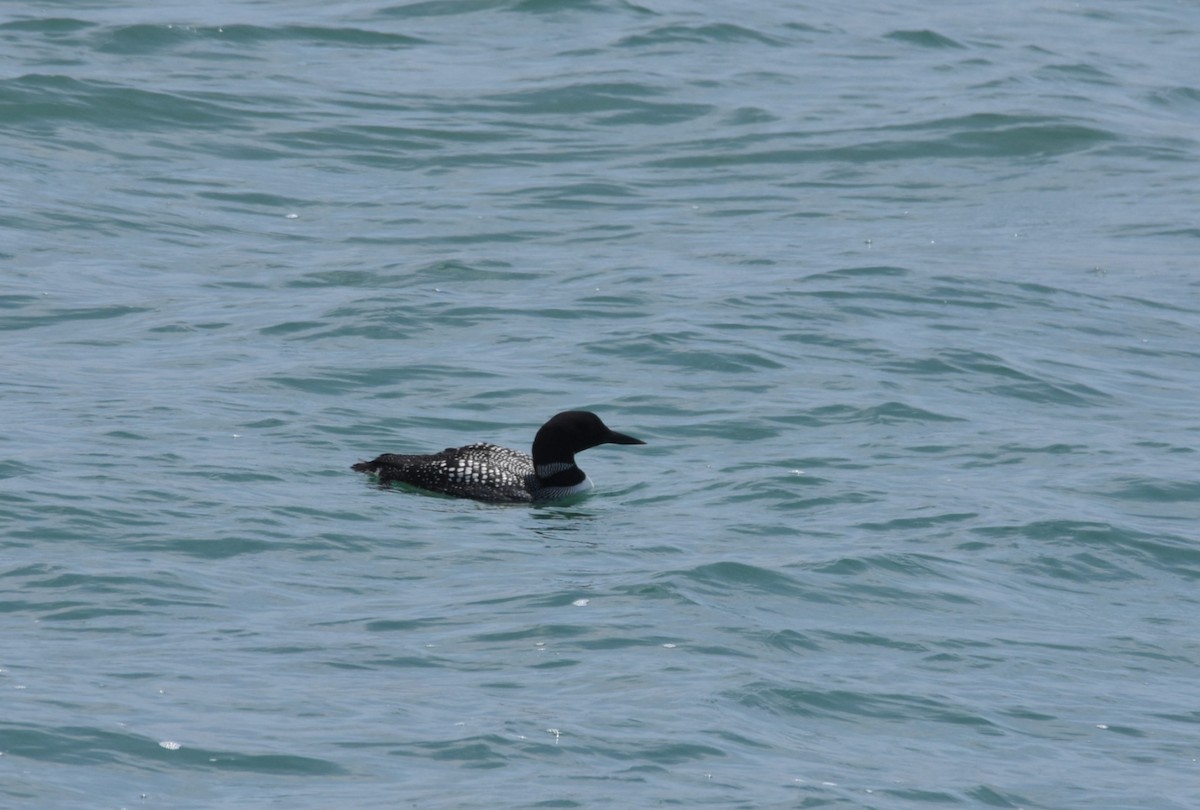 Plongeon huard - ML635954276