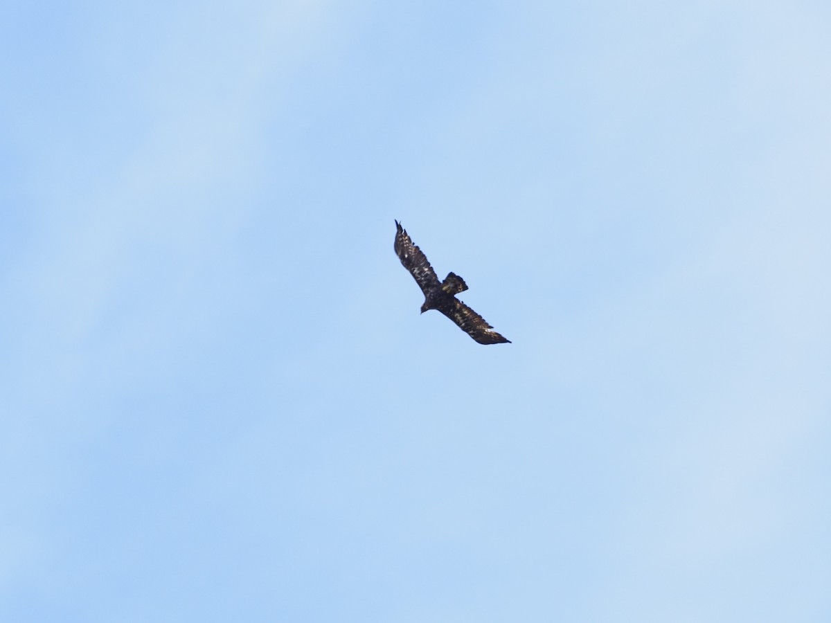 orel skalní - ML635954281