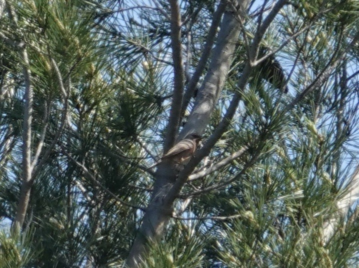 Txinbo papargorrizta iberiarra - ML635954285