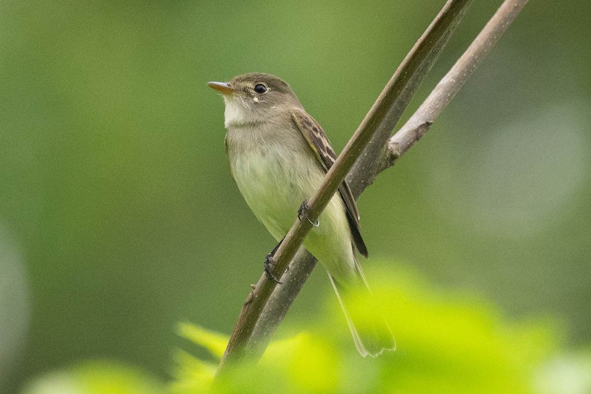 Empidonax sp. - ML635954305