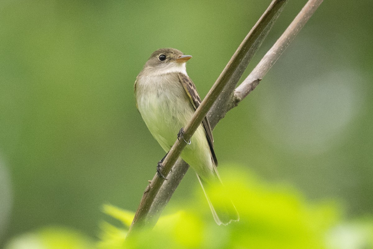 Empidonax sp. - ML635954306