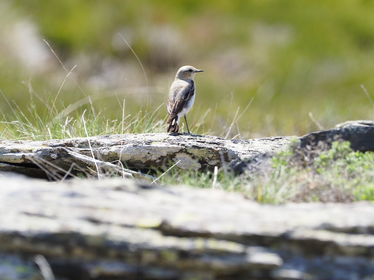 bělořit šedý - ML635954314