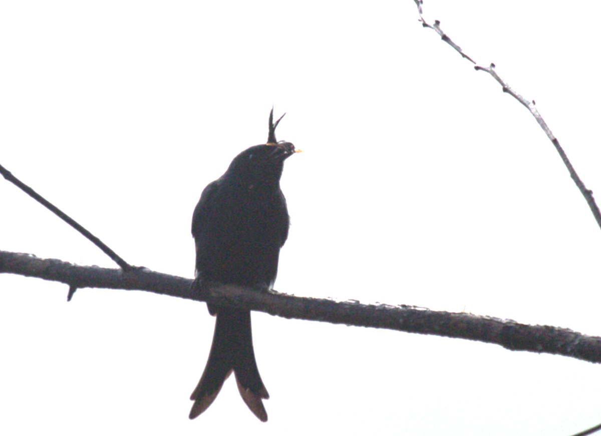 Crested Drongo - ML635954371