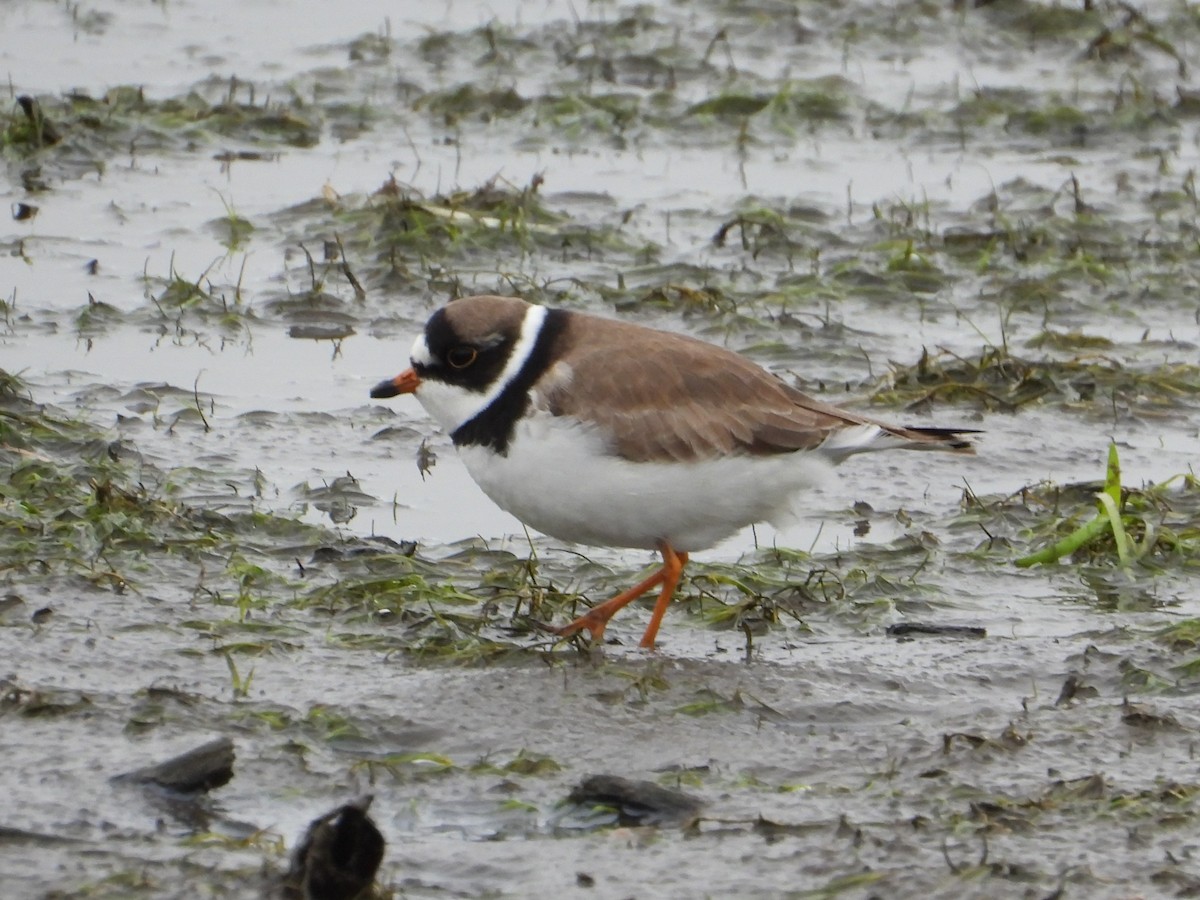 Semipalmated Plover - ML635954543