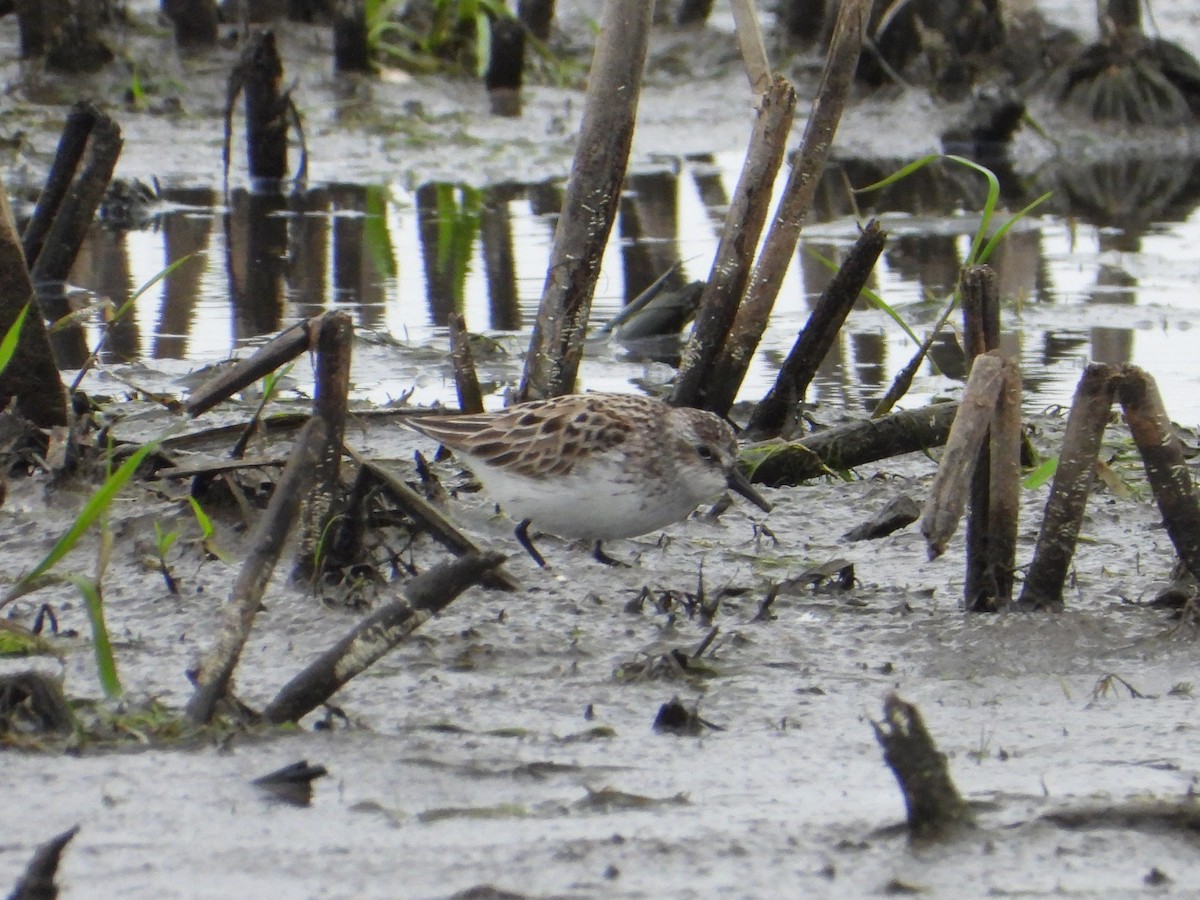 Semipalmated Sandpiper - ML635954549