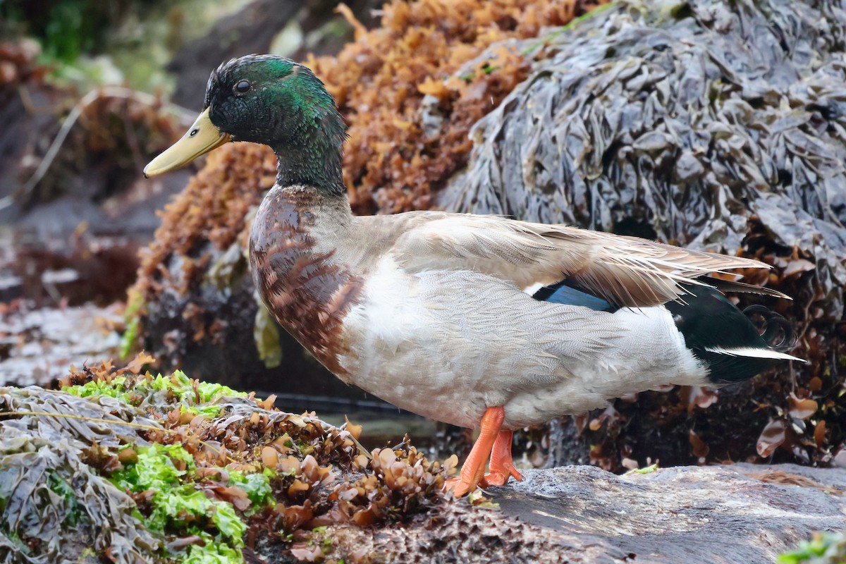 Mallard - ML635954568