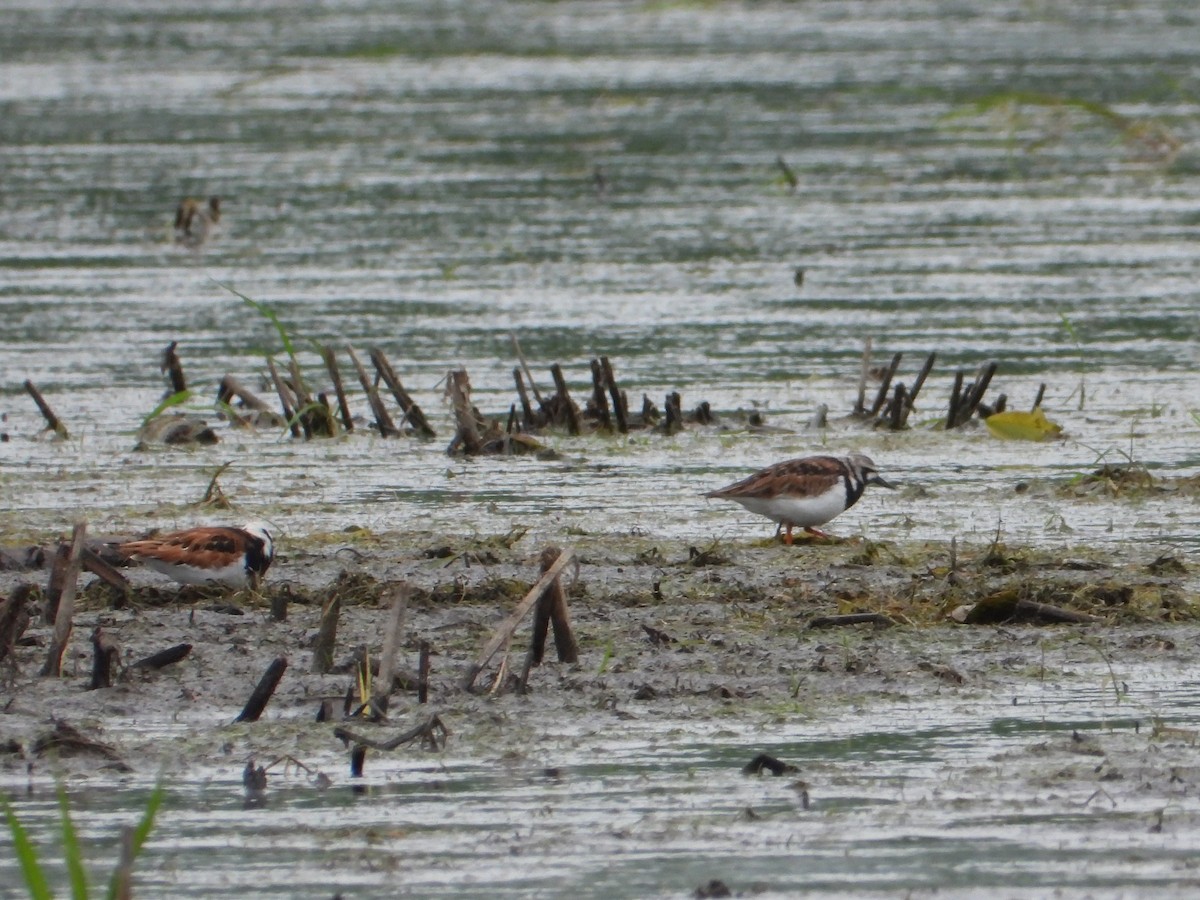 Ruddy Turnstone - ML635954577