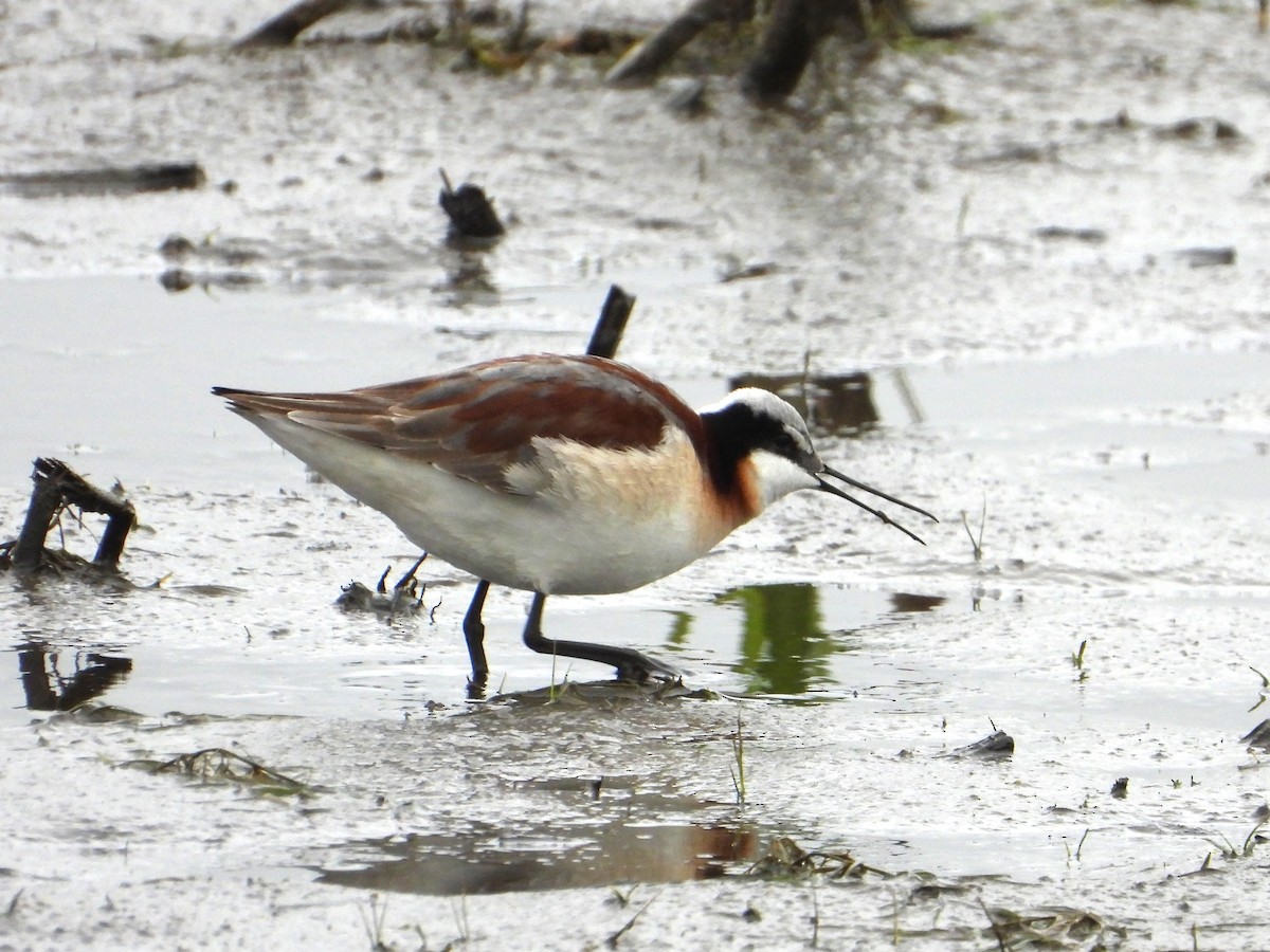 Wilson's Phalarope - ML635954642
