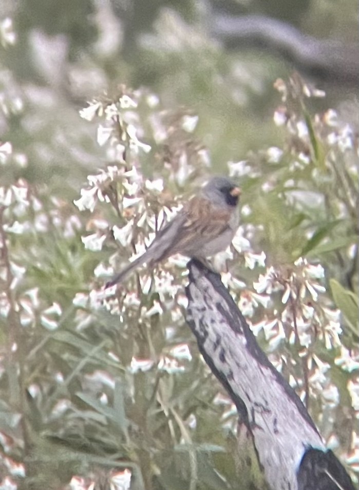 Black-chinned Sparrow - ML635954648