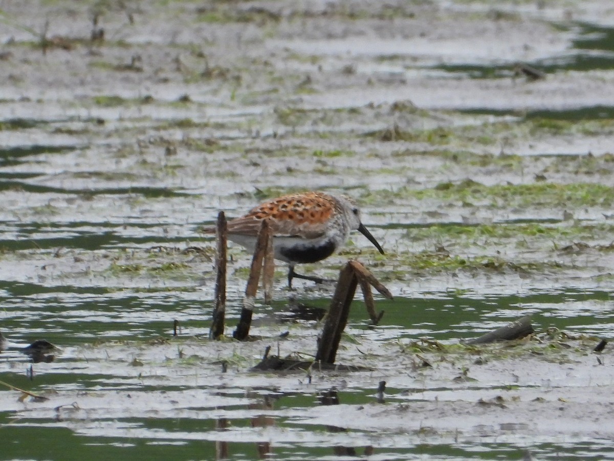 Dunlin - ML635954656