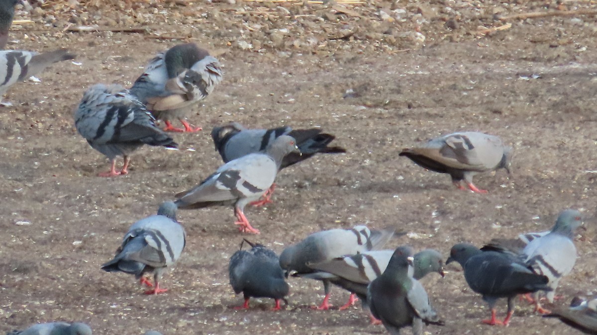 Rock Pigeon (Feral Pigeon) - ML635954657