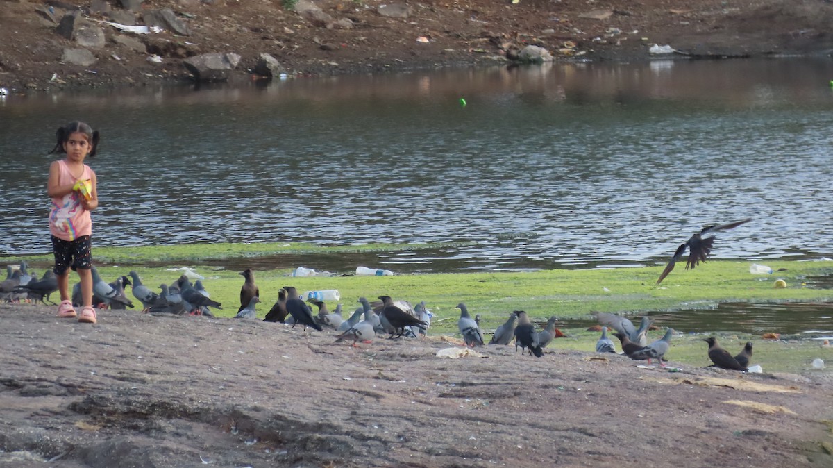 Rock Pigeon (Feral Pigeon) - ML635954658