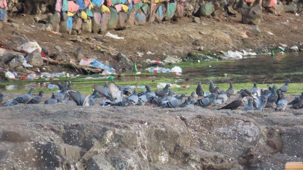 Rock Pigeon (Feral Pigeon) - ML635954659