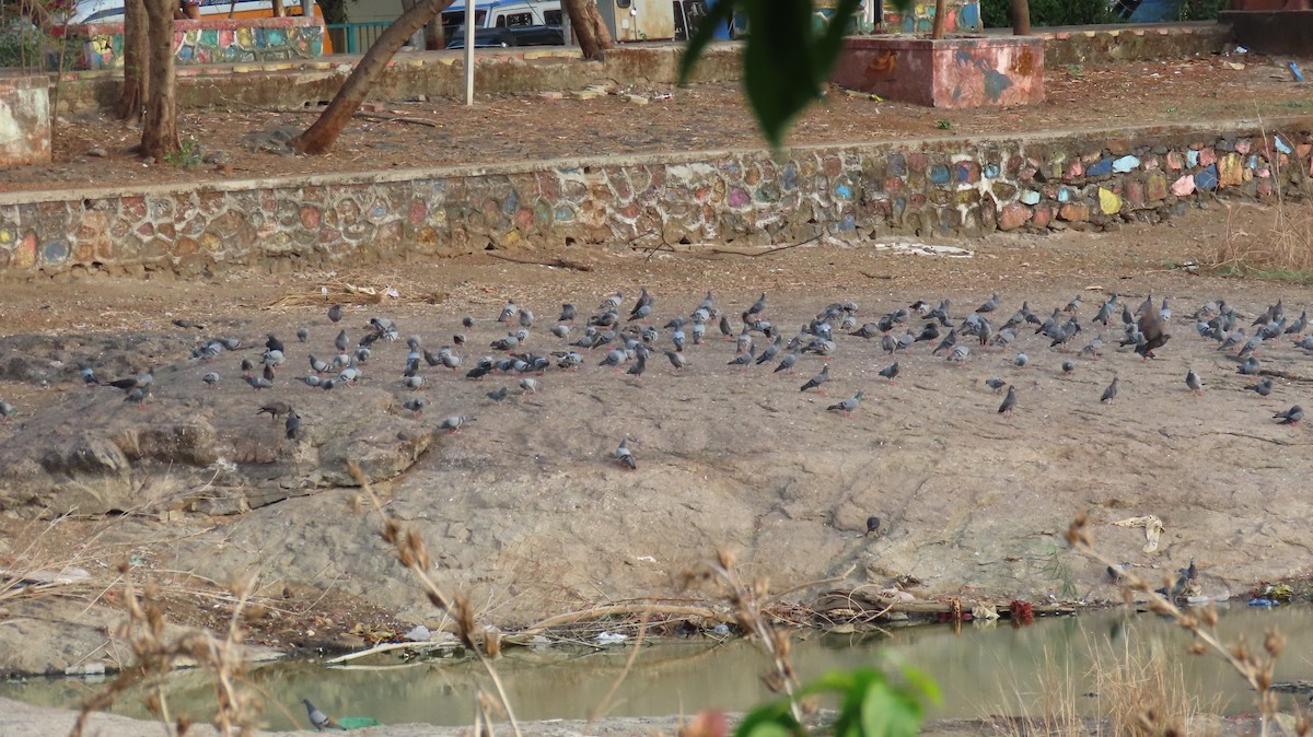 Rock Pigeon (Feral Pigeon) - ML635954660