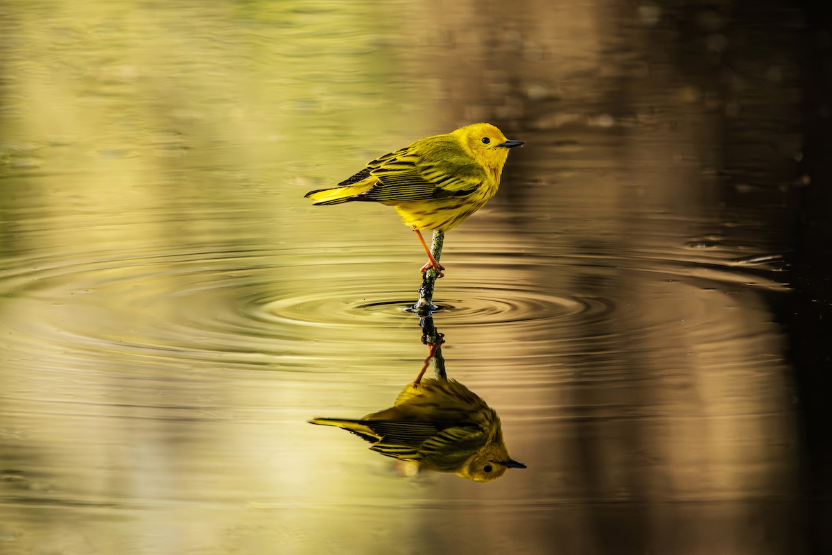 Northern Yellow Warbler - ML635954750