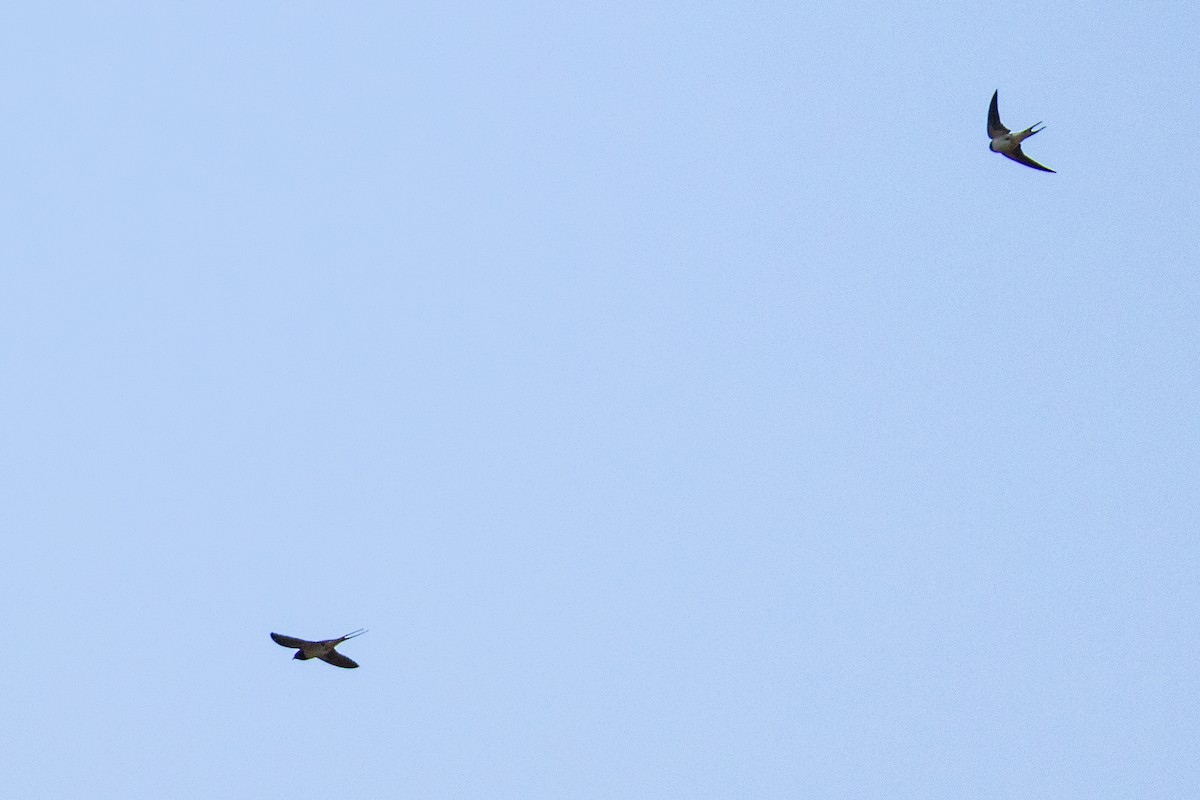 Асрын хараацай - ML635954775