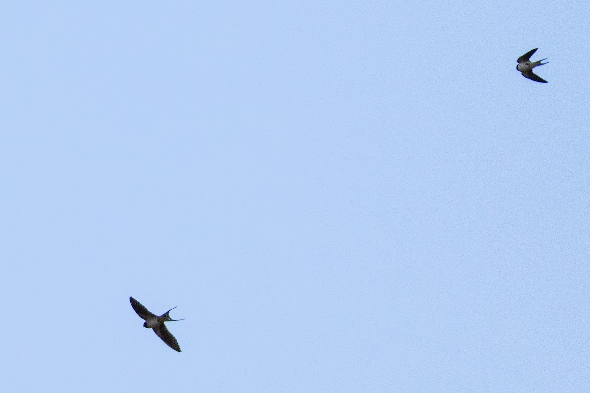 Асрын хараацай - ML635954776