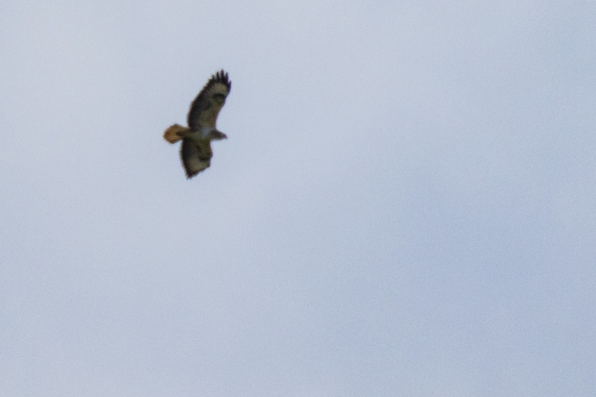Common Buzzard - ML635954794