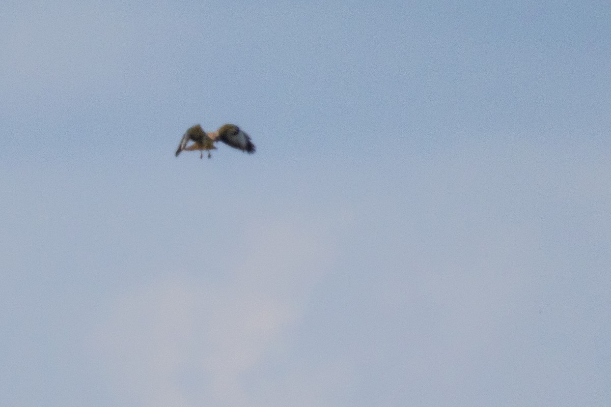 Common Buzzard - ML635954796