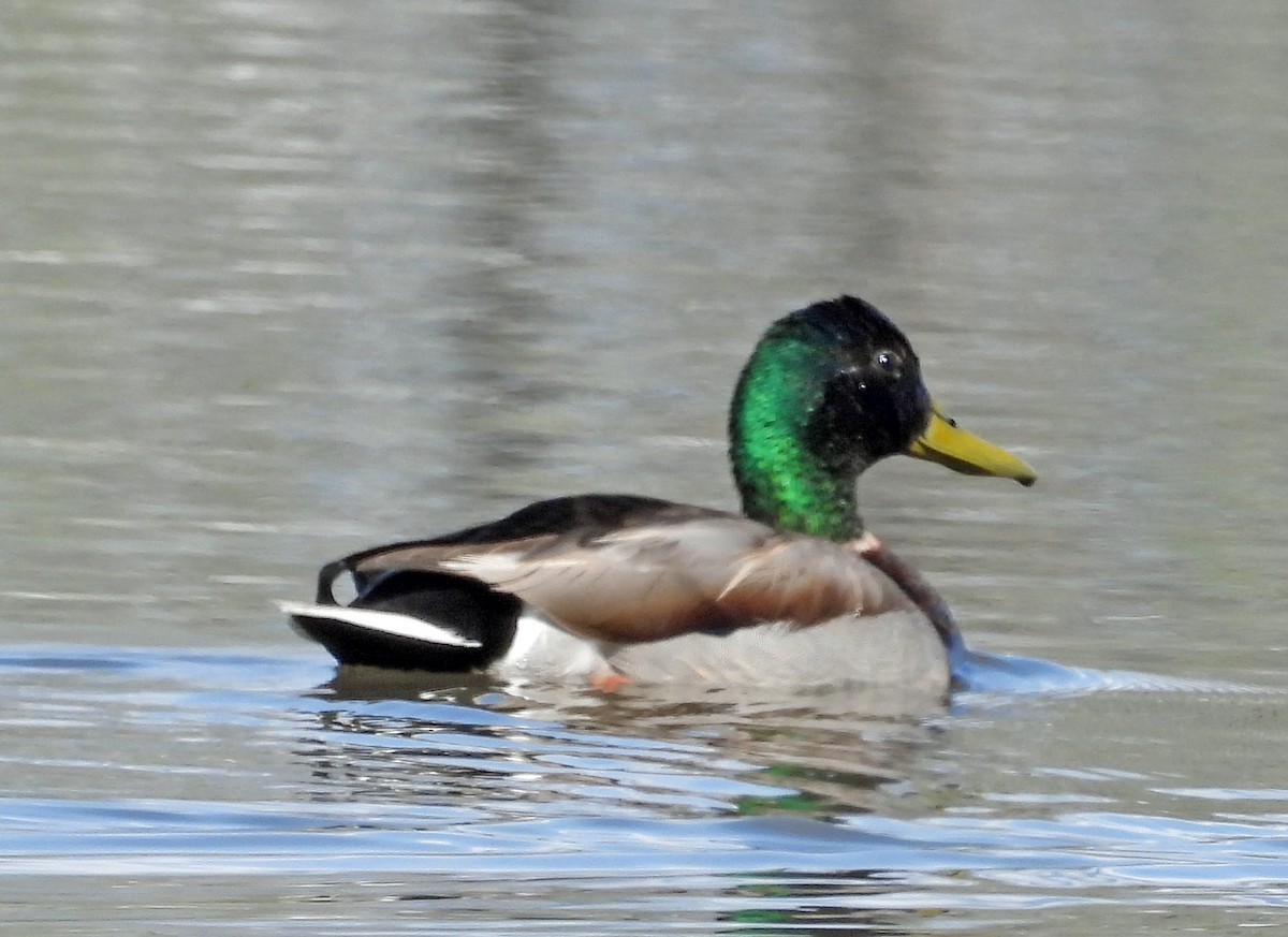 Mallard - ML635954827