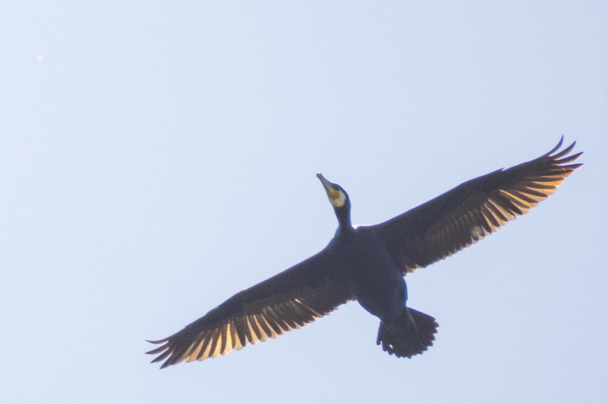 カワウ - ML635954828