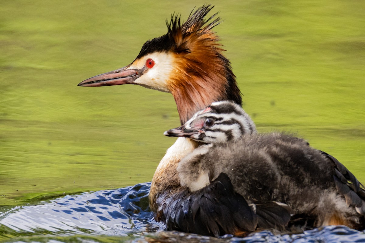 カンムリカイツブリ - ML635954839