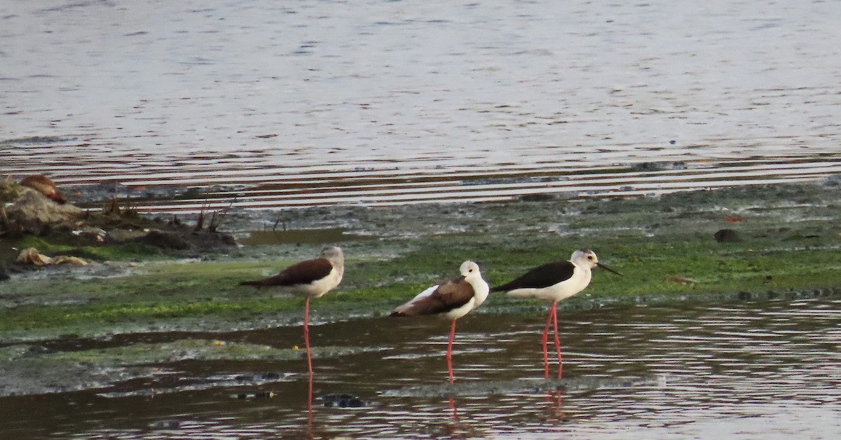 Black-winged Stilt - ML635954854