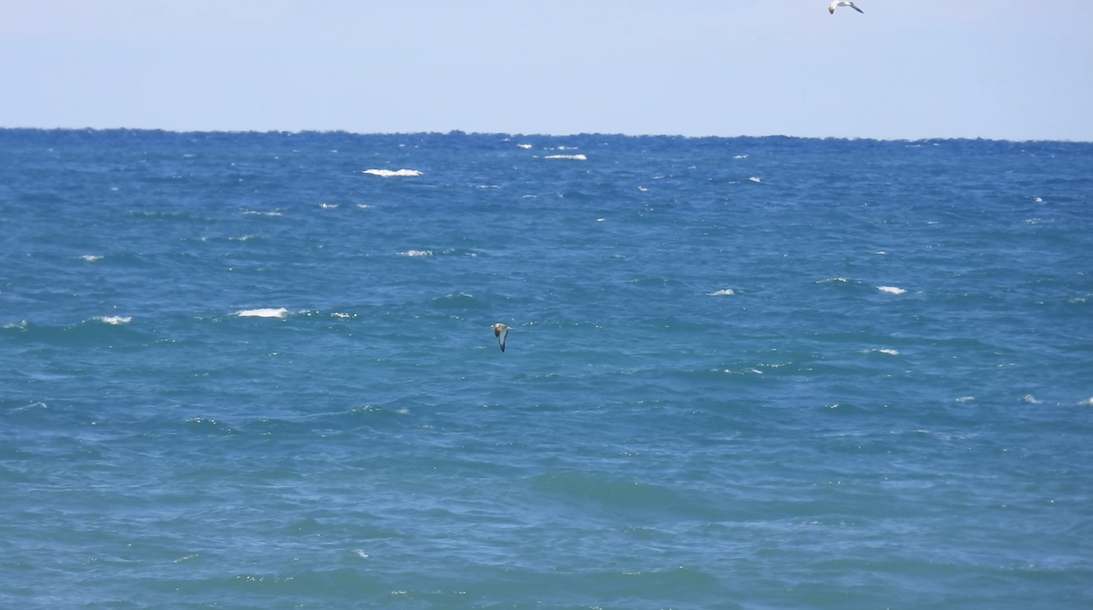 Scopoli's Shearwater - ML635954893