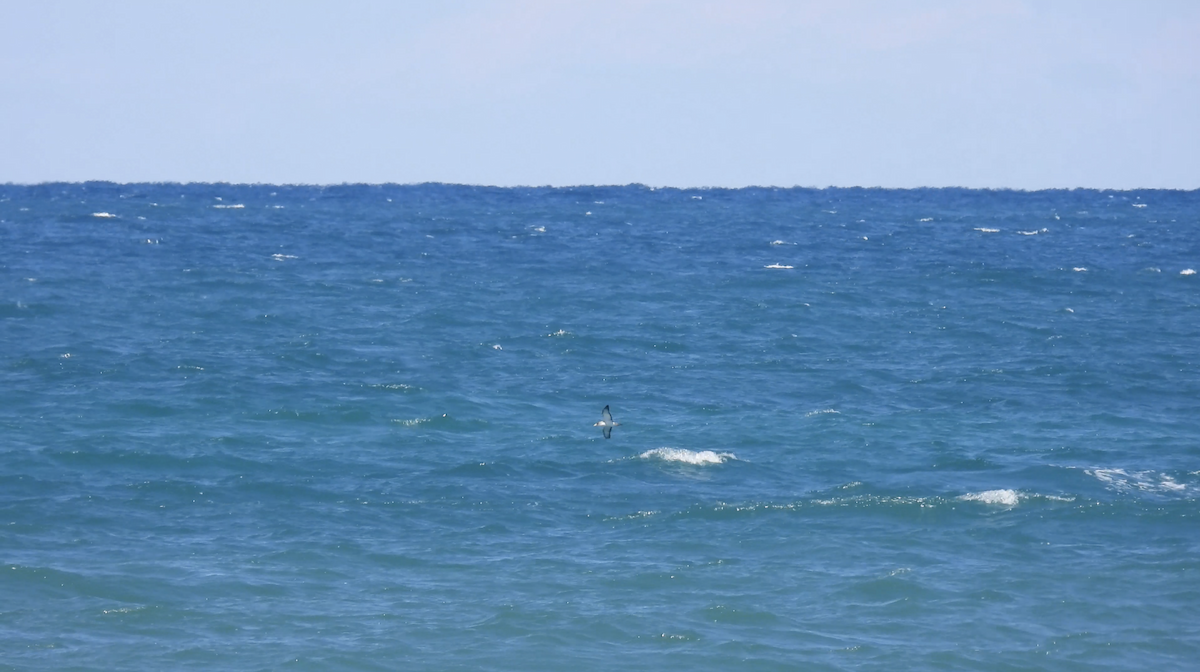 Scopoli's Shearwater - ML635954894