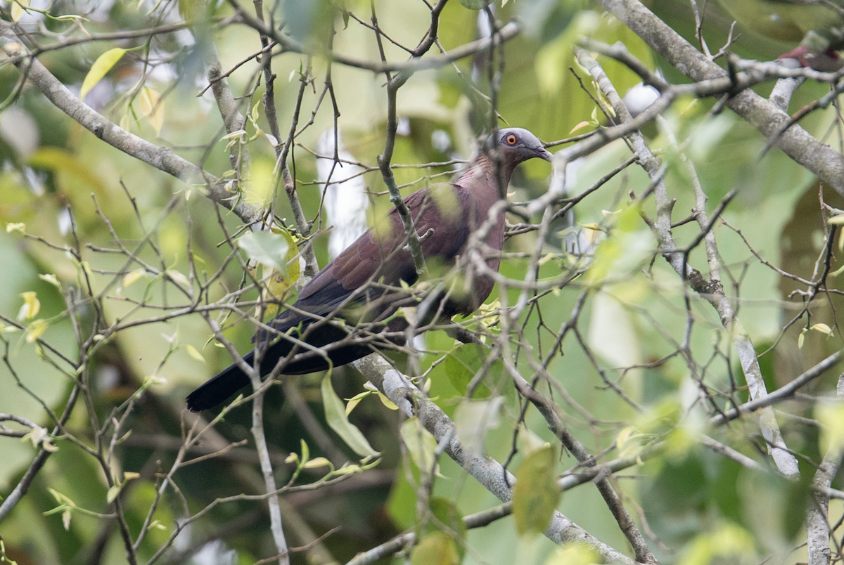Pale-capped Pigeon - ML635954942