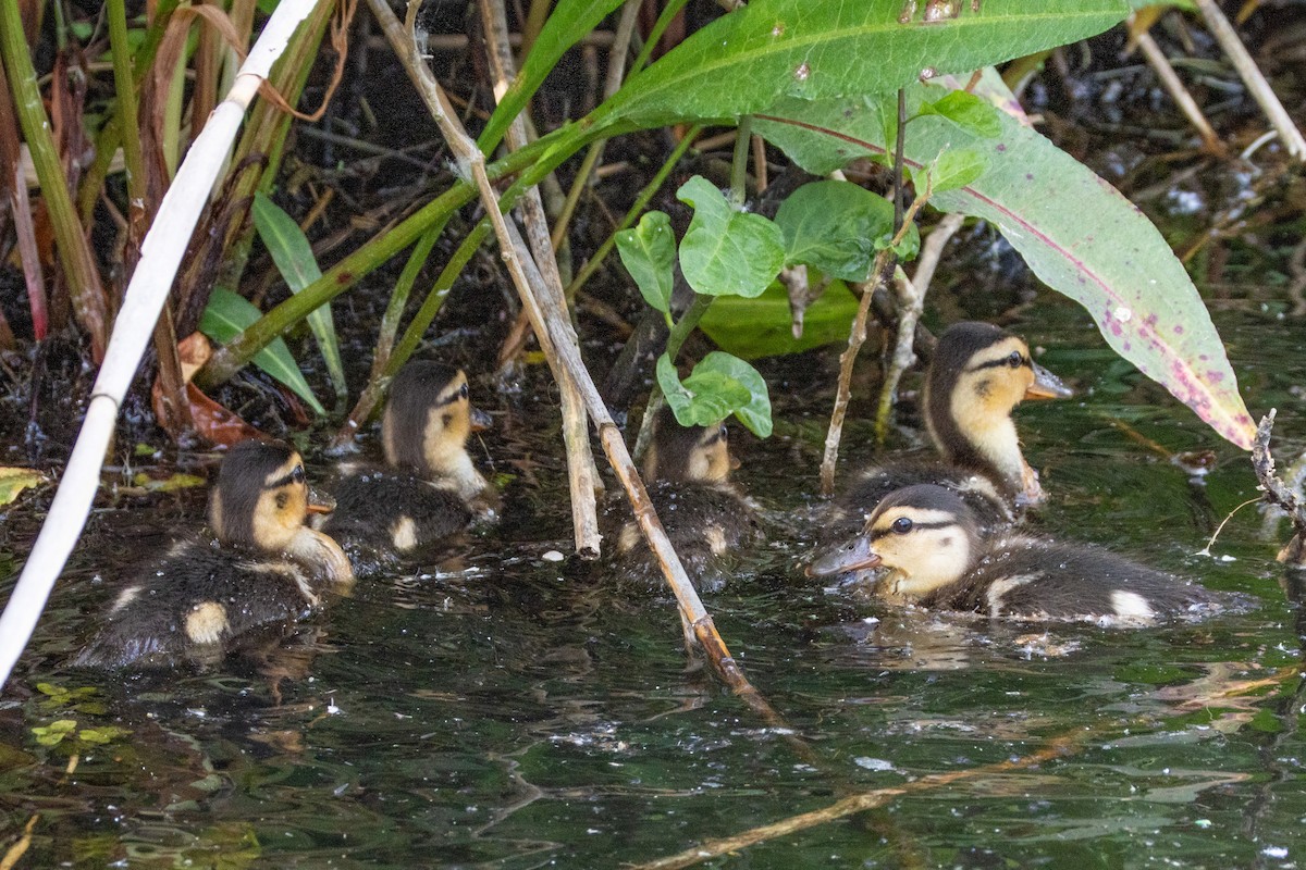 Mallard - ML635954944