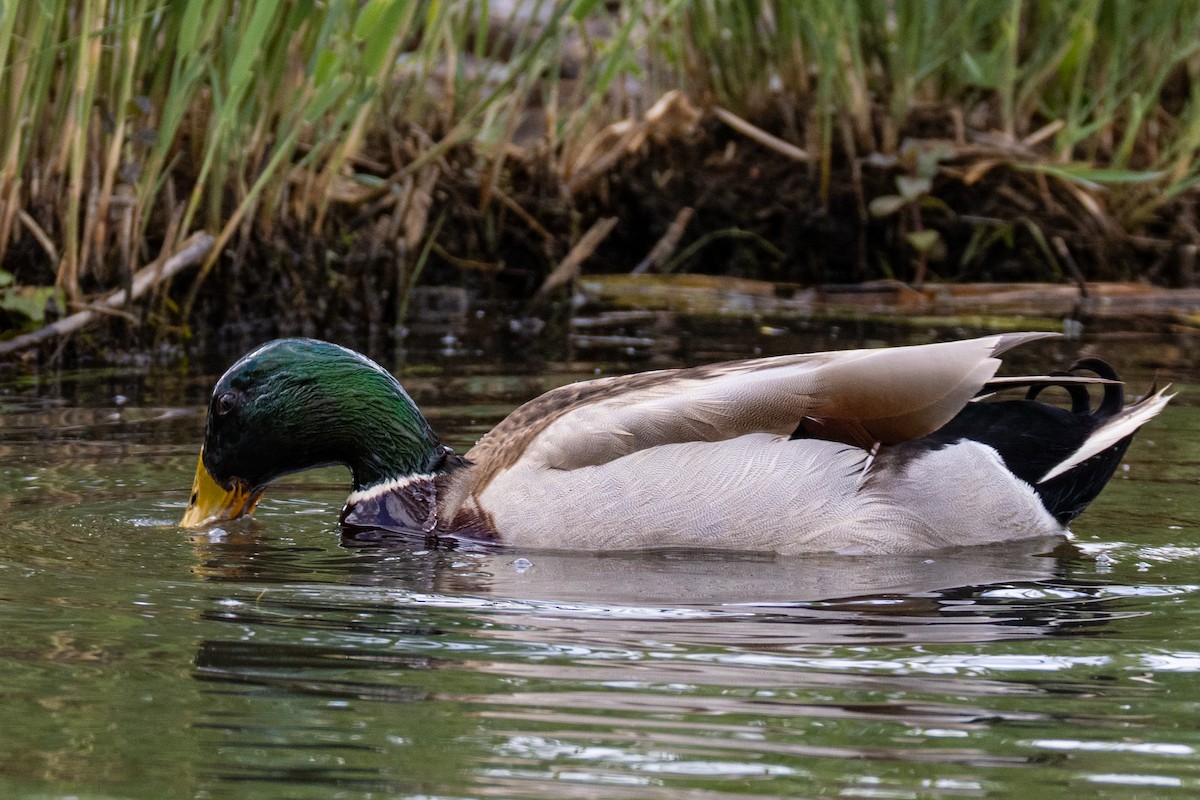 Mallard - ML635954945
