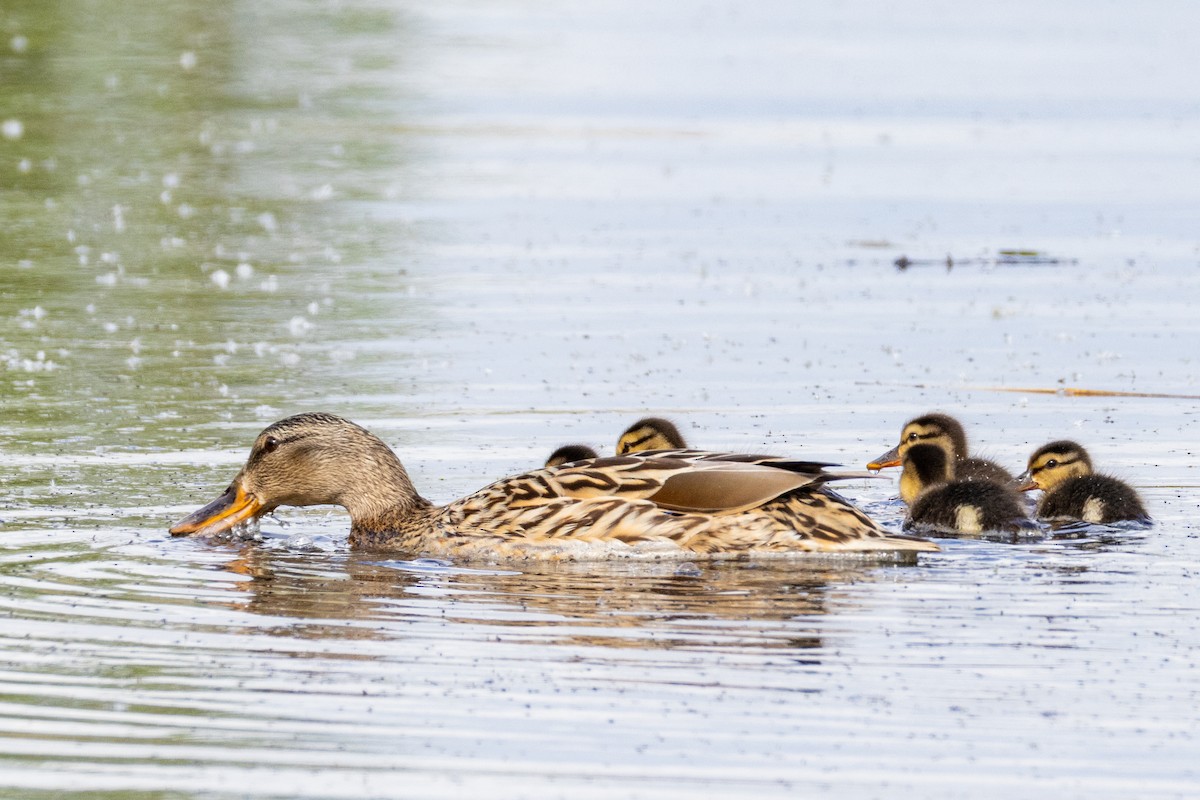 Mallard - ML635954946