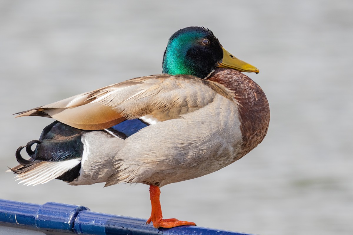 Mallard - ML635954947