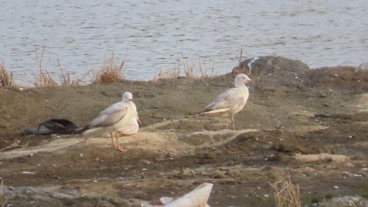 Slender-billed Gull - ML635955099